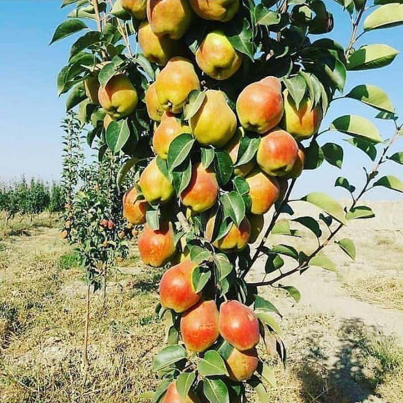نهال گلابی درگزی | خرید نهال پربار و اصلاحشده نهال گلابی درگزی | خرید نهال پربار و اصلاحشده