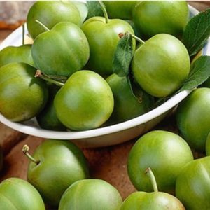 نهال گوجه سبز نخجوان | خرید نهال پربار و اصیل نهال گوجه سبز نخجوان | خرید نهال پربار و اصیل
