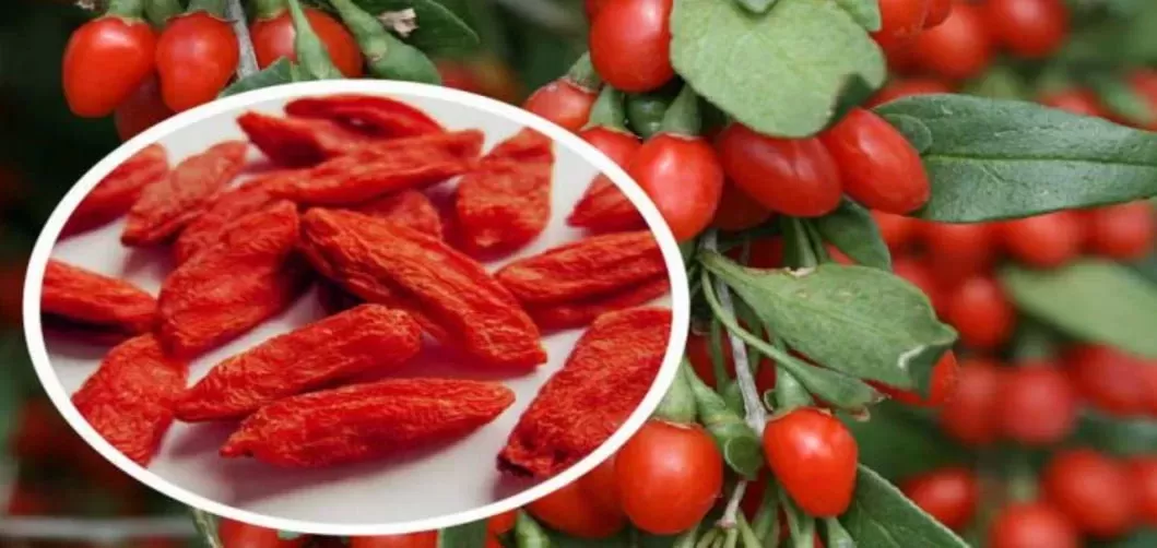 نهال گوجی بری پربار و مقاوم برای کاشت باغچه